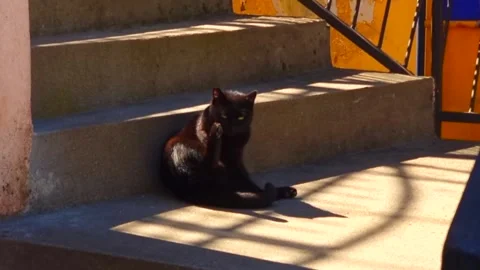 Black Cat Behavior Stock Footage 236913280