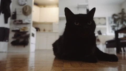 Black Cat Being Cute Stock Footage 89508645