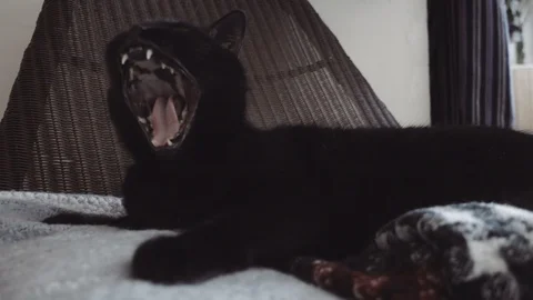 Black Cat Being Cute Stock Footage 89509384