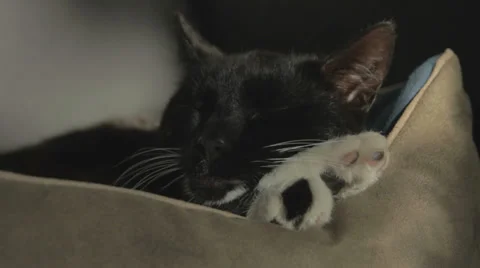 Black Cat Being Lazy Stock Footage 36373197