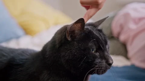 Black cat being petted by a child Stock Footage 320467162