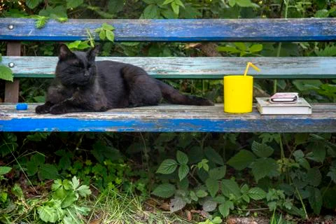 Black cat at the bench Stock Photos