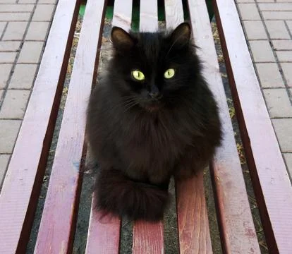 Black cat on a bench Foto stock