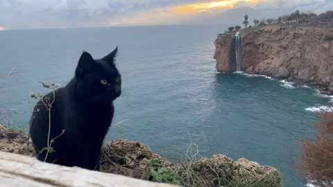 Black  cat on a bench with sea background Stock Footage 337194542