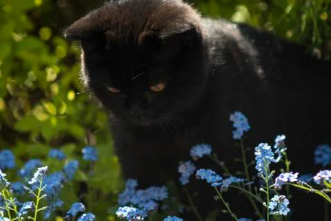 Black cat between flowers Stock-Fotos