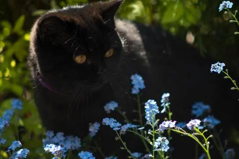 Black cat between flowers Stock Photos