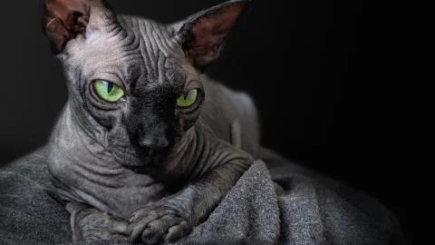 Black Cat on black background Stock Photos