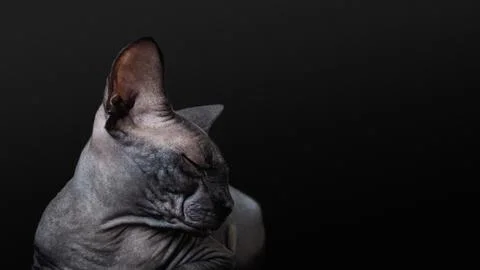 Black Cat on black background Stock Photos