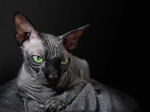 Black Cat on black background Stock Photos