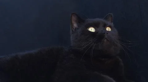 Black cat on a black background. Stockfoto's