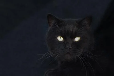 Black cat on a black background. Stock Photos