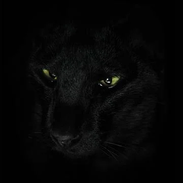 Black cat on black background Foto stock