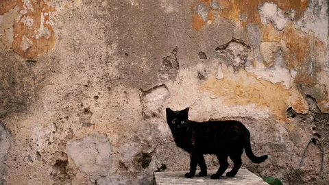 Black cat. Black cat on the background of an old wall. Stock Footage 166868746