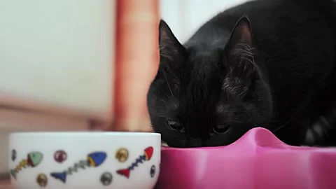 A black cat with black eyes eats cat food from a pink bowl very appetizingly Stock Footage 130542091