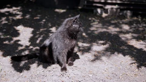 Black Cat Blinking in the Shade Stock Footage 293207750