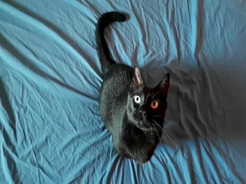 A black cat on the blue bed sheet. Video stock 80285762