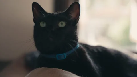Black Cat With Blue Collar Stock Footage 231768272