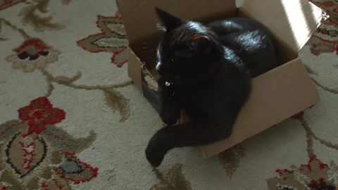 Black Cat in Box Stock Footage 138124361
