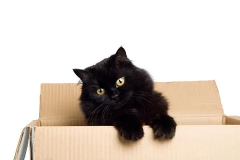 Black cat in box isolated Stock Photos