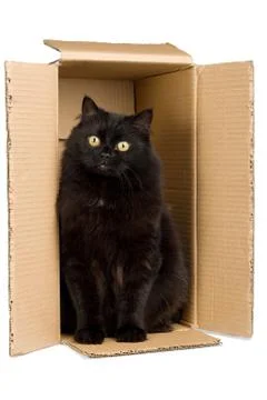 Black cat in box isolated Foto stock