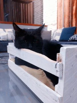 Black cat in box Stock Photos
