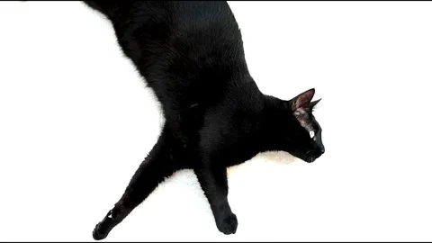 A black cat on the bright background Video stock 80050642