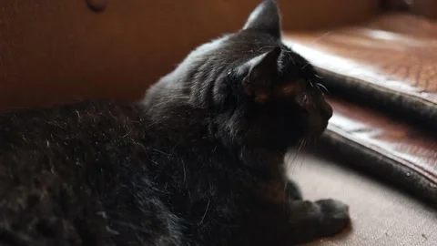 Black cat on a brown couch Video stock 141869133