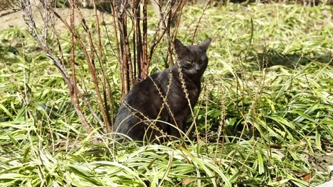 Black cat in the bushes Stock Footage 329118812