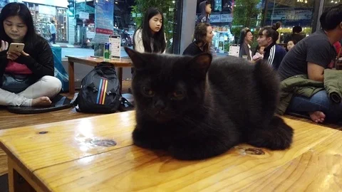 Black Cat ,Cat ,Cat cafe Stock Footage 115103100