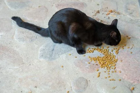 Black cat cat eats cat dry food. Feed pets. A street black cat eats food. Cut Stock Photos