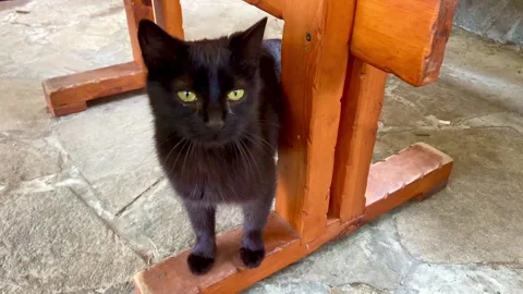 Black cat. The cat has yellow eyes. He is near a wooden chair. Stock Footage 253068804