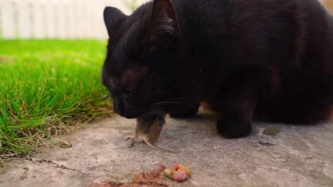 Black cat caught a mouse and eats it, close-up in slow motion Stock Footage 310765625