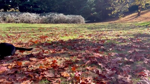 Black cat chases mouse Stock Footage 272558691