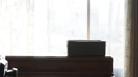 Black Cat Chasing Bug in Backlit Window Stock Footage 88098715