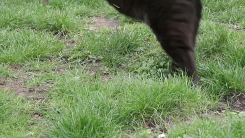 Black cat chasing a mouse in the garden Stock Footage 250629220