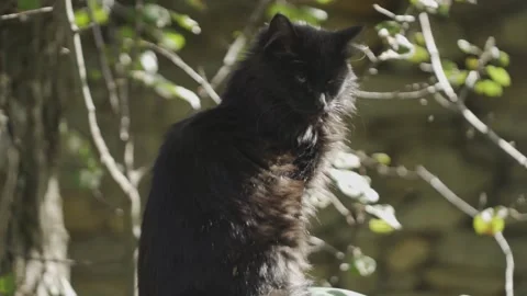 Black cat chill 50p 库存影片 146906614