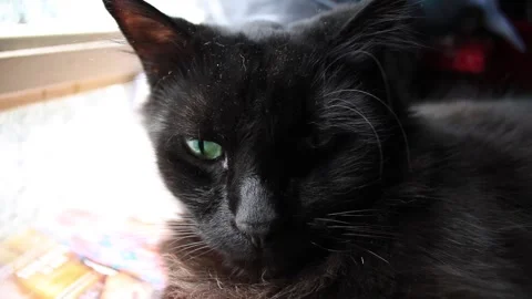 Black cat chillin newt to a window 스톡 동영상 131664511