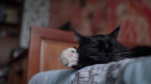 Black cat chilling and taking a nap Stock Footage 83092436