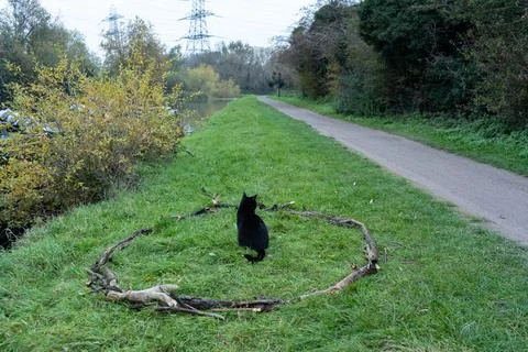 Black cat in circle with back facing camera Stock Photos
