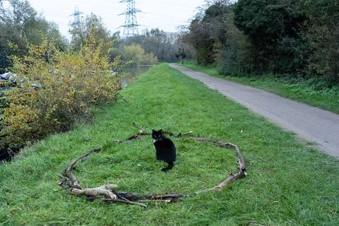 Black cat in circle facing camera 库存照片