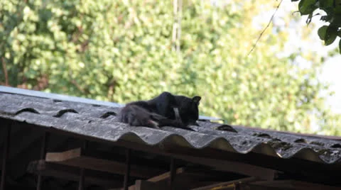 Black cat cleaned on the wave schist Stock Footage