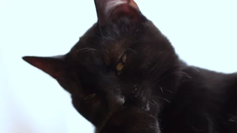 Black cat cleaning 動画素材 171978963