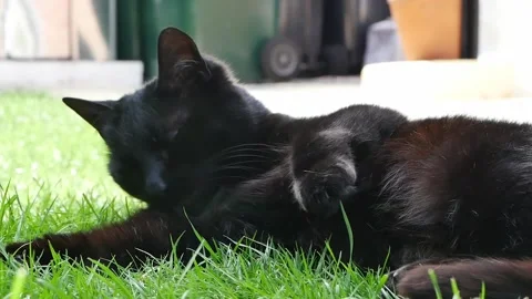 Black cat cleaning Stock Footage 244514646