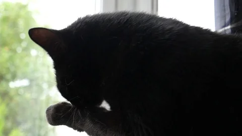 Black Cat Cleaning Herself in slowmotion Stock Footage 77689207