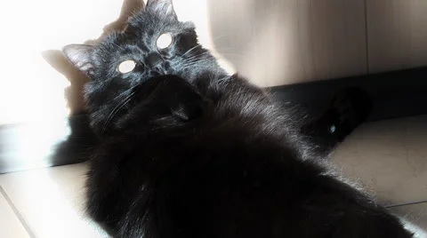 Black cat is cleaning himself Stock Footage 46967188