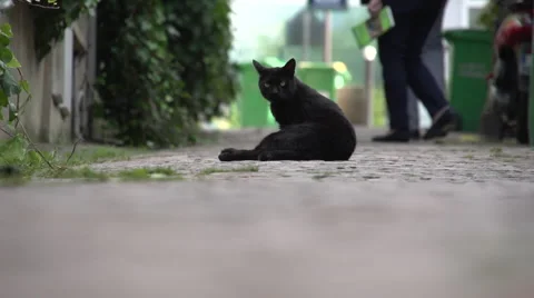 Black cat cleaning itself in a garden Stock Footage 50375310