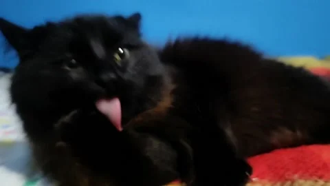 Black cat cleans his paw Stock Footage 168639476