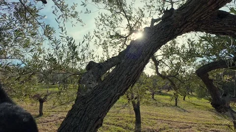 Black Cat Climbing Down an Olive Tree in a Sunny Olive Grove Stock Footage 346073353