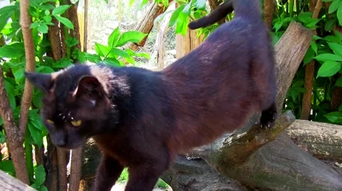Black cat climbing tree Vidéo 50922793