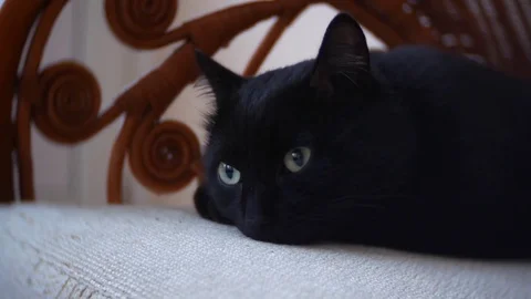 Black cat close up, 4k Stock-Footage 84997509